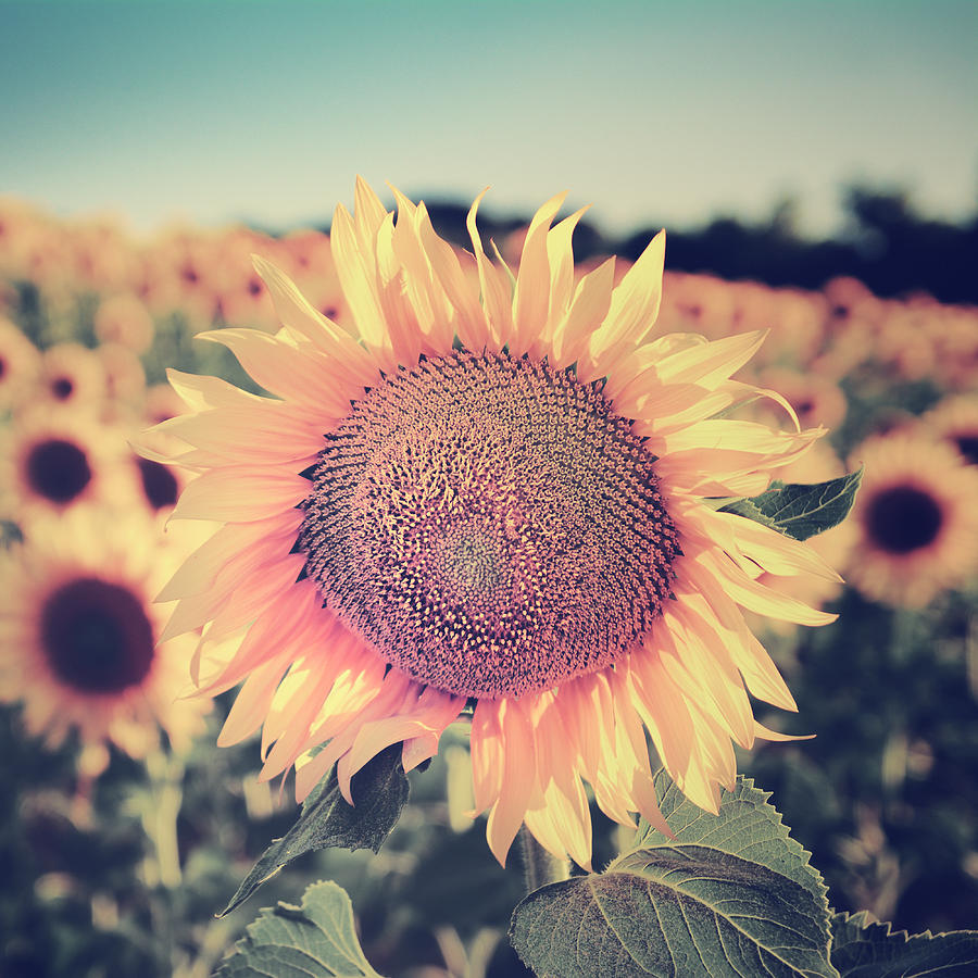 Download Sunflowers. Vintage Dreams. Square Photograph by Guido ...