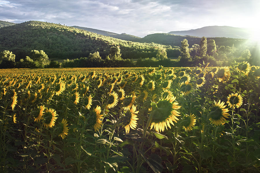 Sunflowers Wake Up, France Photograph by Jean Gill