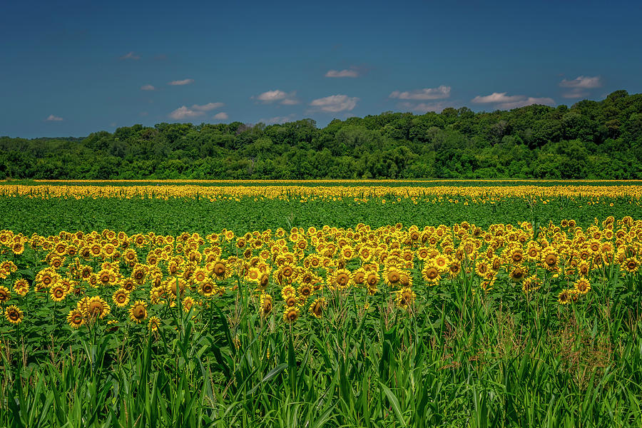 Sunflowers Weldon Spring MO_DSC9830_16 Photograph by Greg Kluempers