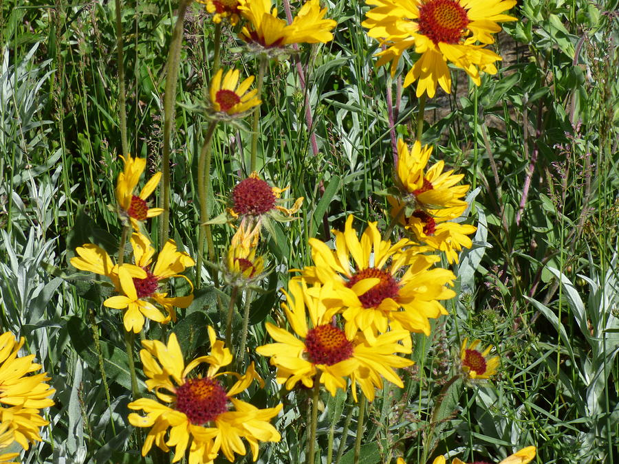 Sunflowers Wildflower Photograph by Marsha Camblin Fine Art America