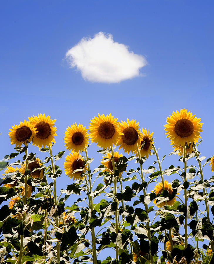 Sunflowers with a Cloud Photograph by Mal Bray