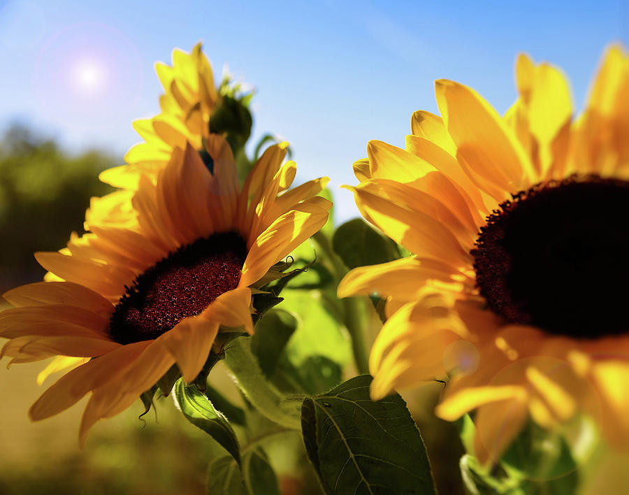 Sunflowers with a sun flare Photograph by Cindy Higby - Pixels