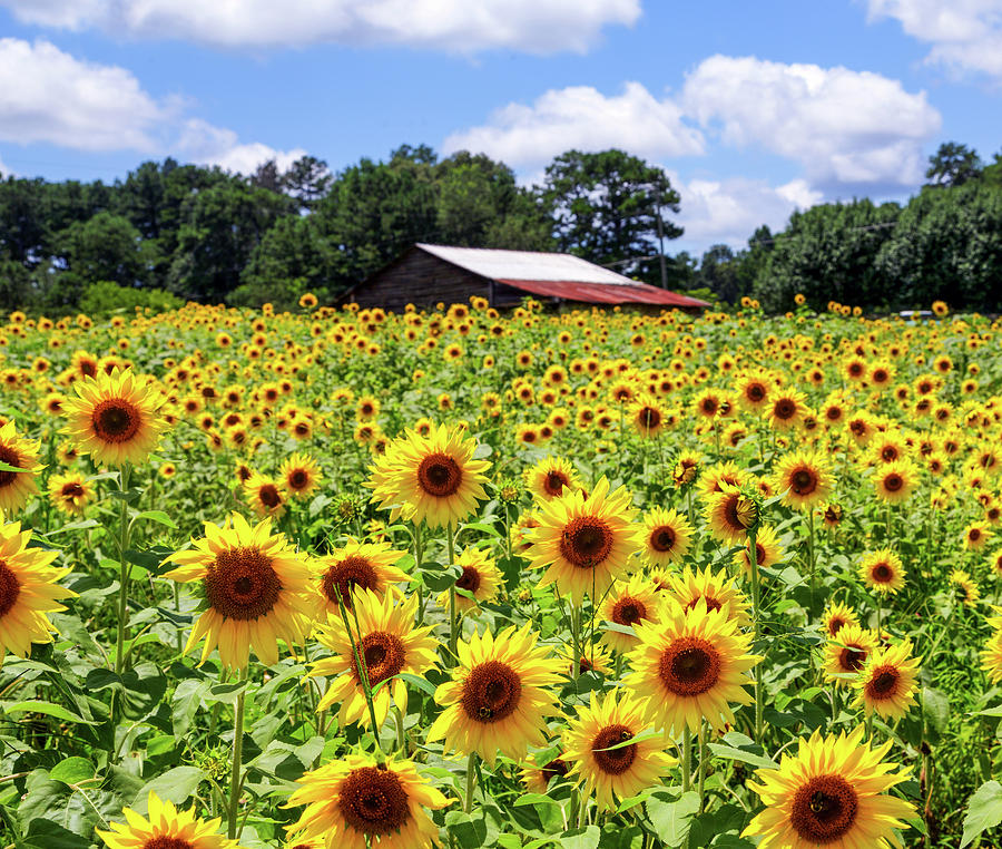 Sunflowers with Barn in Distance Photograph by Darryl Brooks