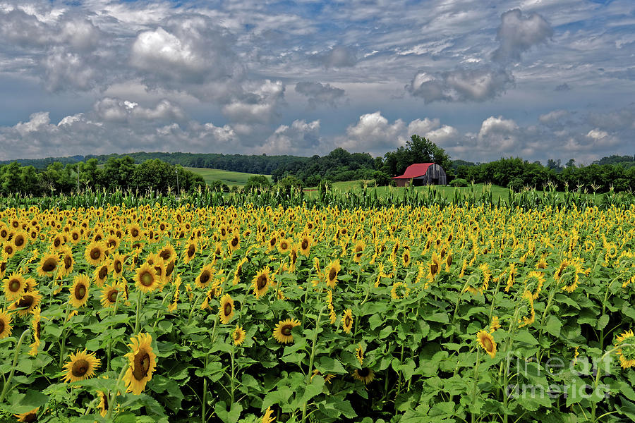 Sunflowers With Barn Photograph by Paul Mashburn