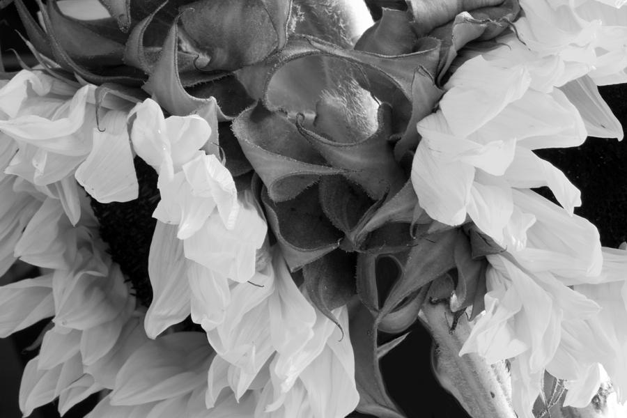Sunflower Photograph - Sunflowers With Foliage 1 BW by Mary Bedy