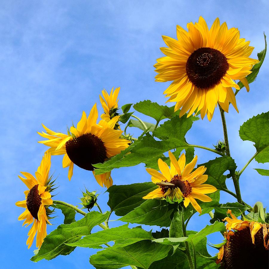 Sunflowers with Grasshopper Photograph by Greg Kear - Pixels