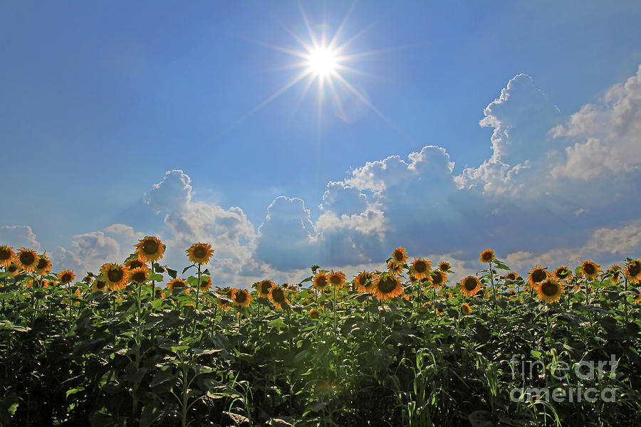 Sunflowers with Sun and Clouds 1 Photograph by Paula Guttilla