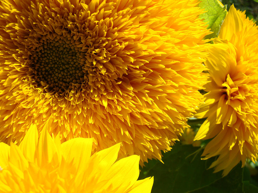 Sunflowers Yellow Orange Floral Art Photograph