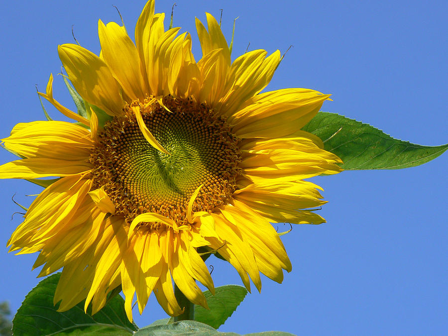 Sunflowershine Photograph by Amanda Hooser - Fine Art America