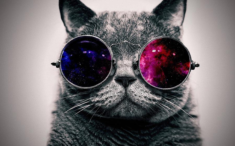 Wall Art Print | Cool Cat with sunglasses | Europosters-tuongthan.vn
