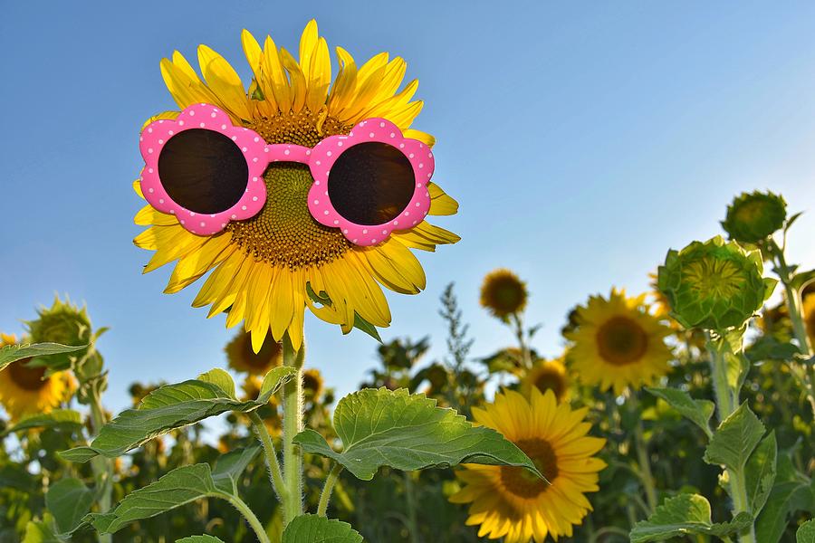Sunglasses On Sunflower Photograph By Maria Dryfhout Fine Art America