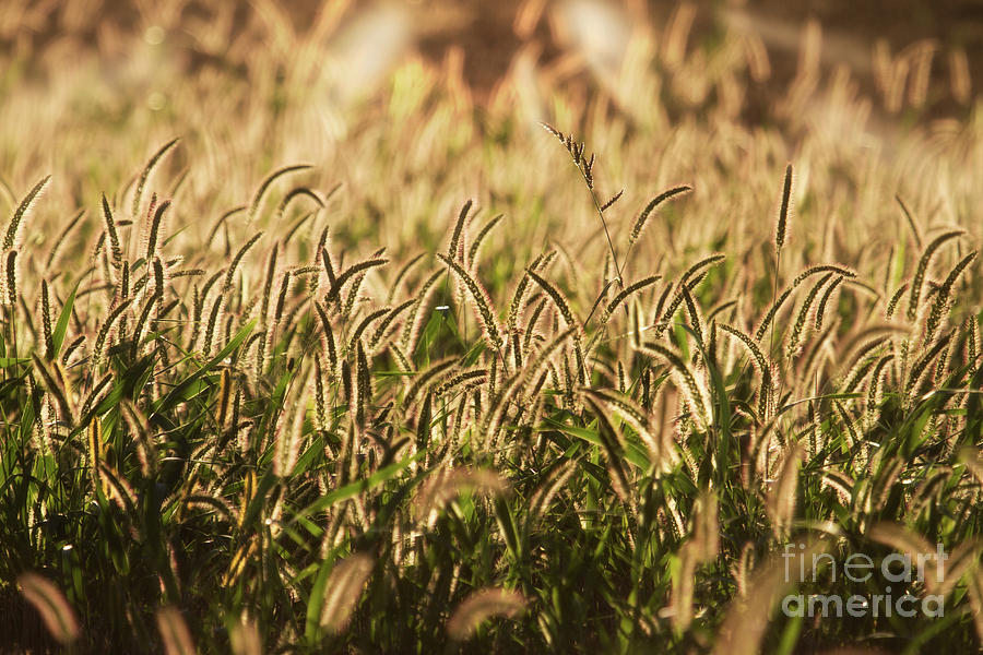 Sunglow on grasses Photograph by Jarrod Erbe