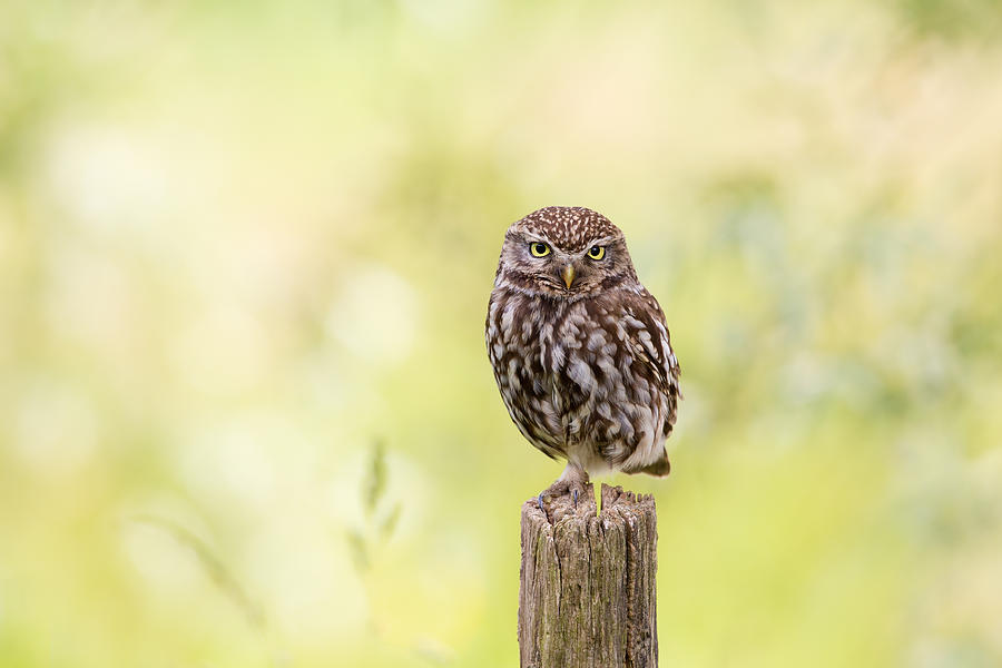 Owl Photograph - Sunken in Thoughts - Staring Little Owl by Roeselien Raimond
