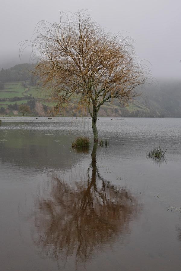Winter Photograph - Sunken Tree by Steffani Cameron