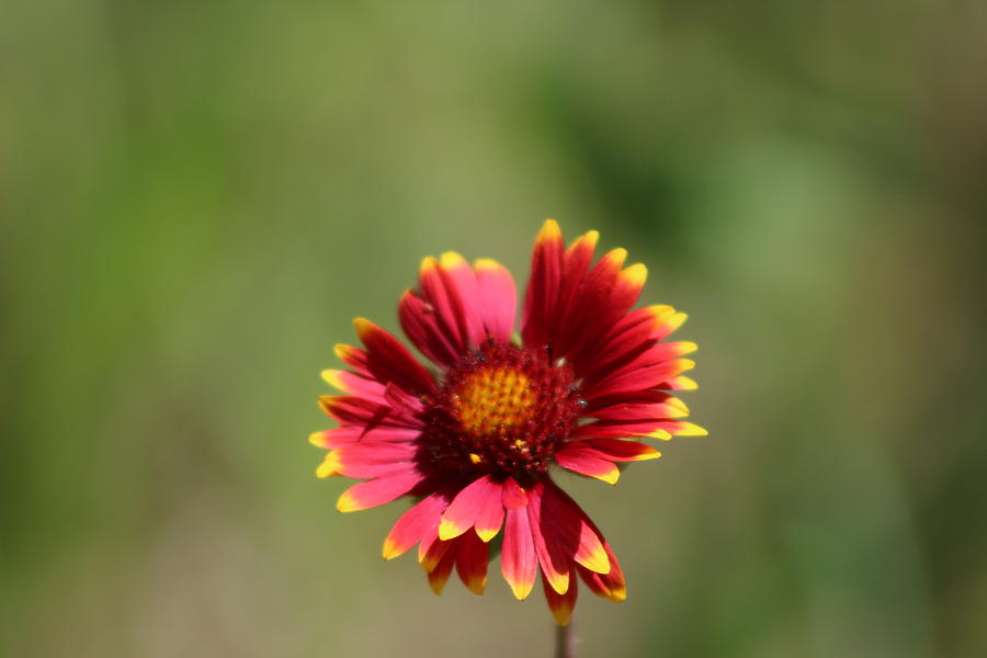 Sunkissed Cherry Red Coneflower Photograph by Colleen Cornelius