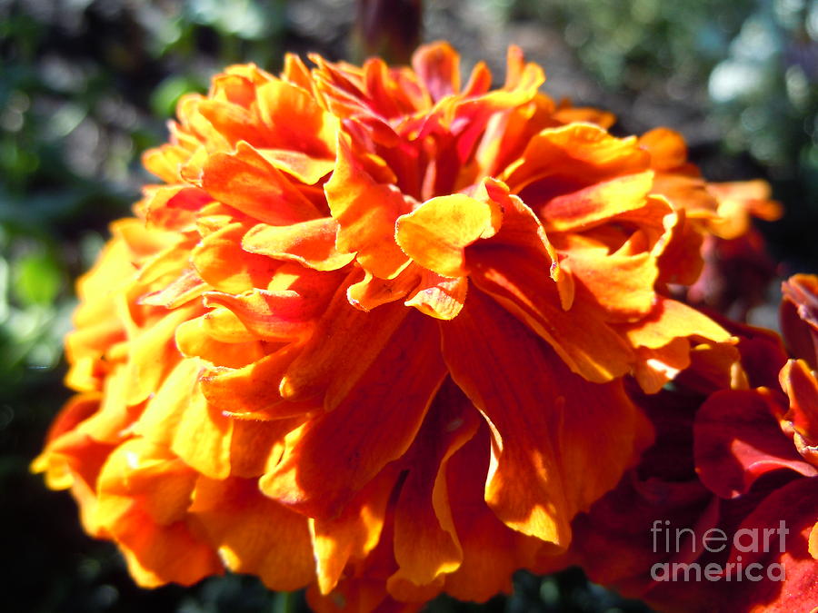 Sunkissed Marigold Photograph by Sonya Chalmers