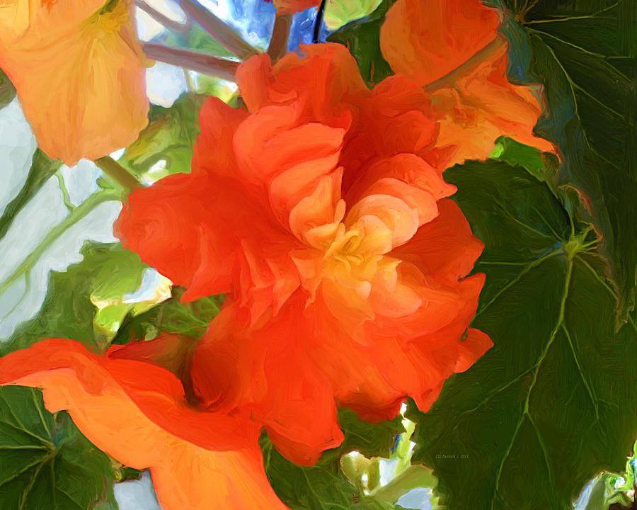 Sunkissed Orange Begonias Painting by Liz Evensen
