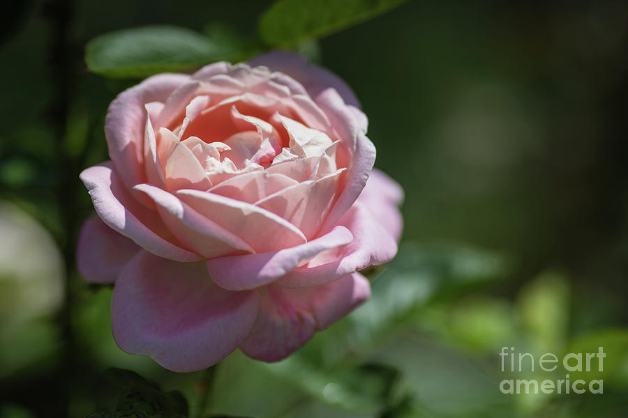 Nature Photograph - Sunkissed Pretty in Pink by Eva Lechner