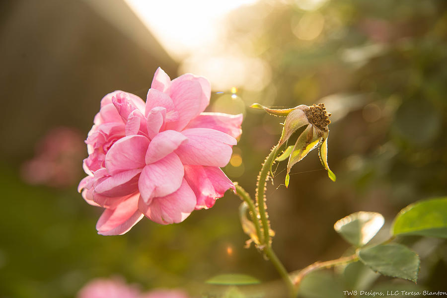 Spring Photograph - Sunkissed Rose by Teresa Blanton