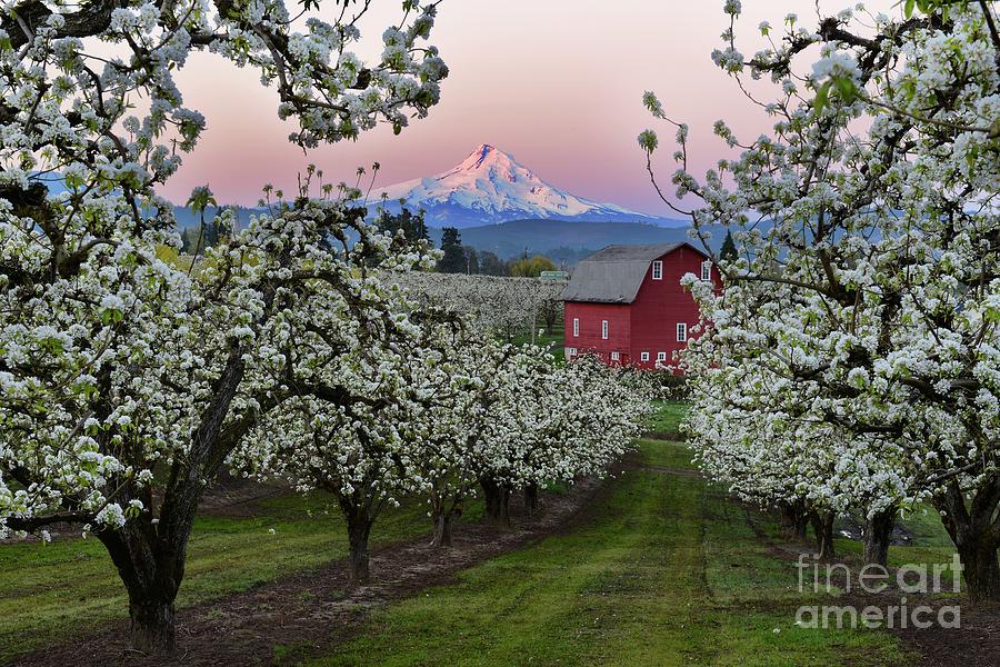 Pear Orchard in Bloom with Barn near Mount Hood Photograph by Tom Schwabel