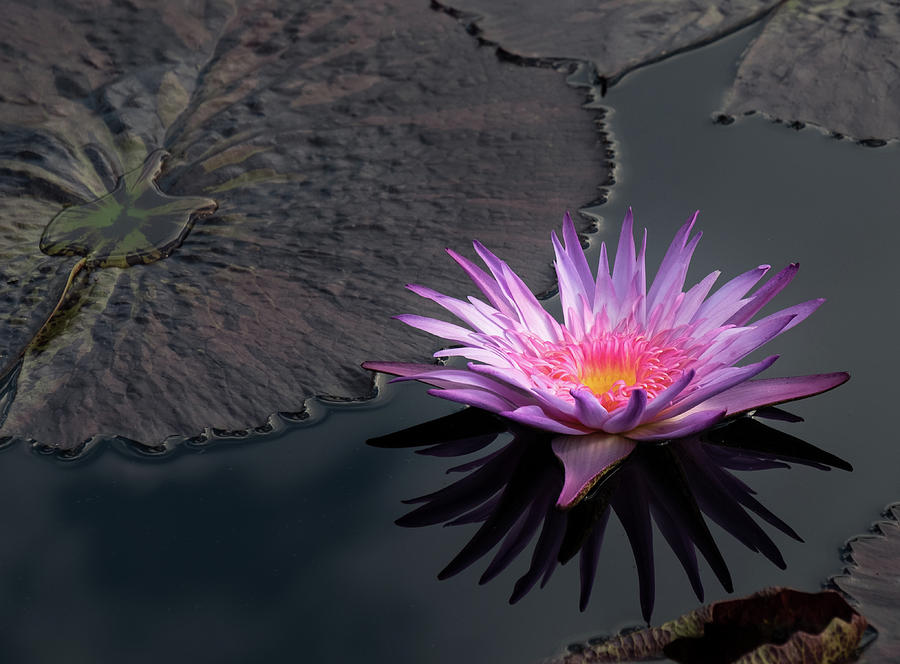 Sunkissed Water Lily Photograph by Georgette Grossman