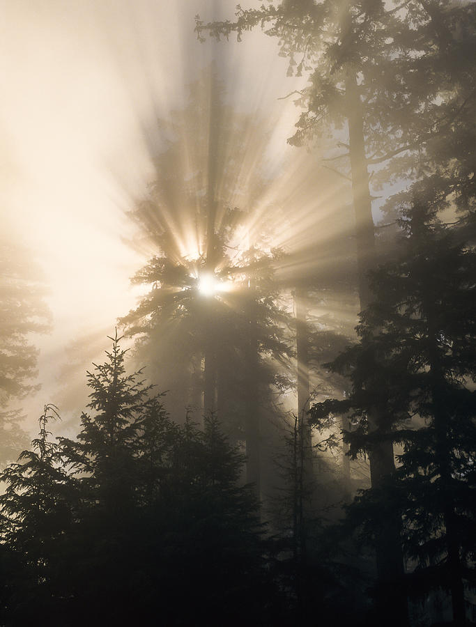 Sunlight and Fog Photograph by Robert Potts