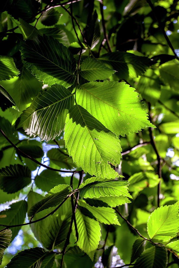 Sunlight and Leaves Photograph by Robert Ullmann