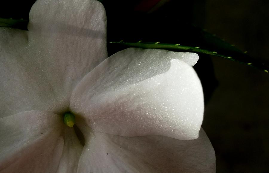 Sunlight and Shadow Impatiens Photograph by Kathy Barney