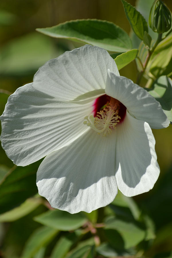 Sunlight and Shadows on a White Swamp Rose Mallow Photograph by rd Erickson