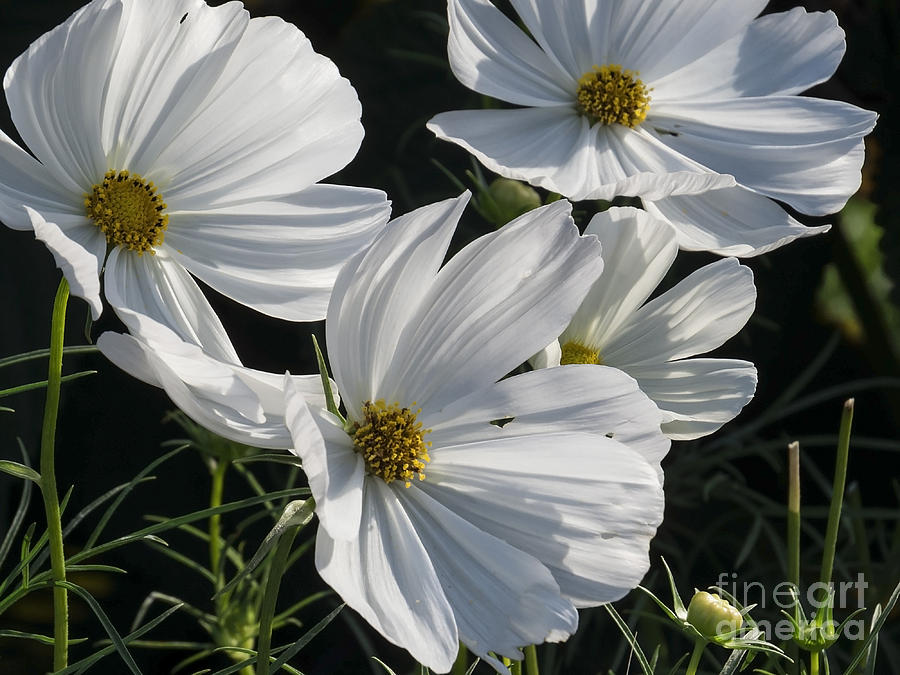 Sunlight and White Cosmos Photograph by Lili Feinstein