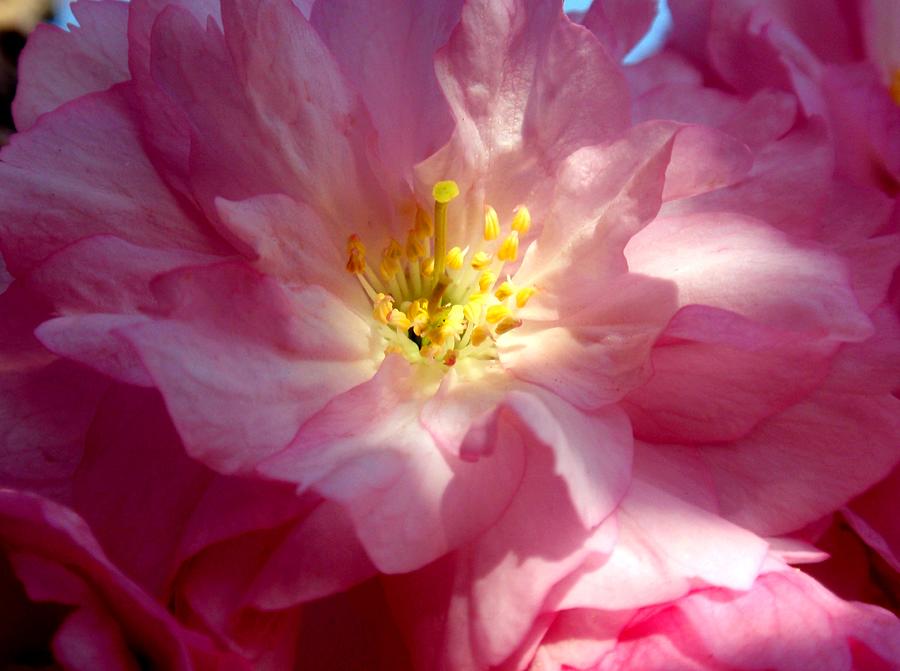 Spring Photograph - Sunlight Blessing by Valia Bradshaw
