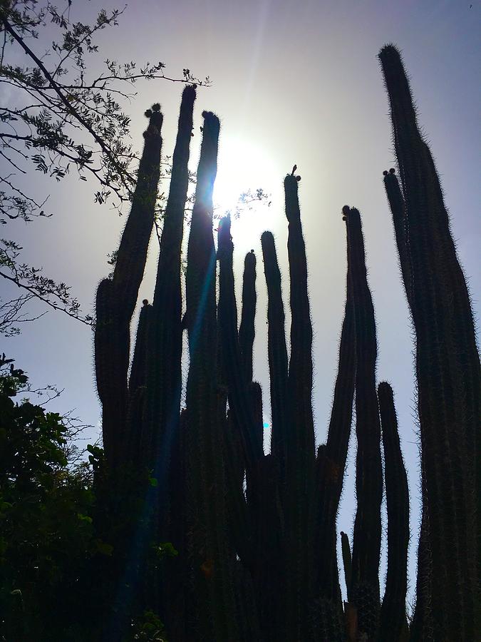 Sunlight Cactus by Gary Greer Sunlight Cactus by Gary Greer
