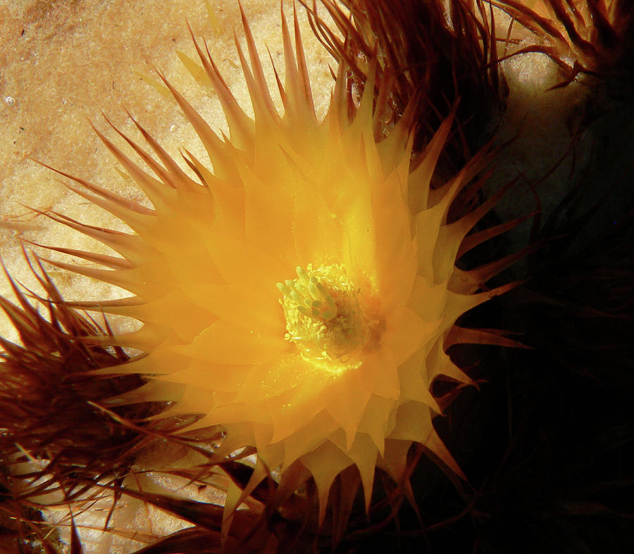 Sunlight Cactus Photograph by Rosalie Scanlon