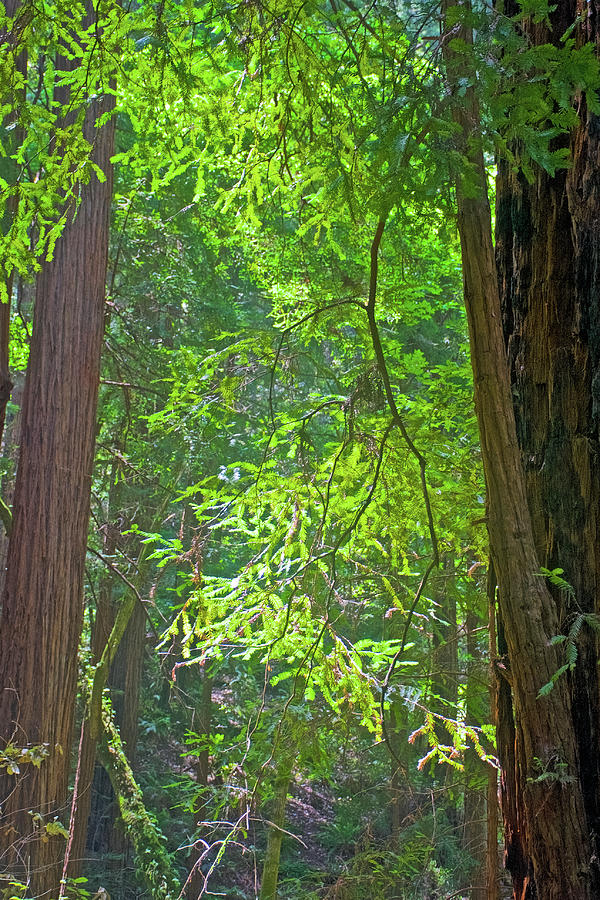 Sunlight Comes through in Muir Woods National Monument, California  Photograph by Ruth Hager