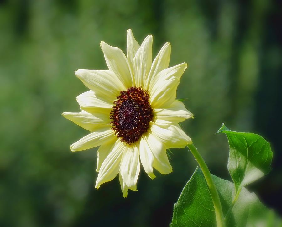 Sunlight Flower and Leaves - Sunflower Photograph by MTBobbins Photography