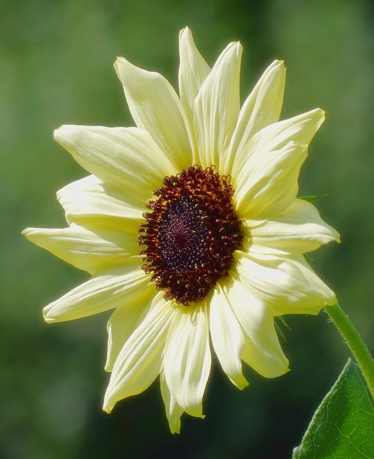 Sunlight Flower - Sunflower Photograph by MTBobbins Photography