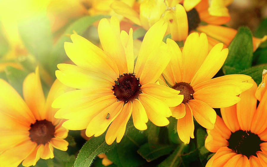 Sunlight Flowers Photograph by Virginia Folkman