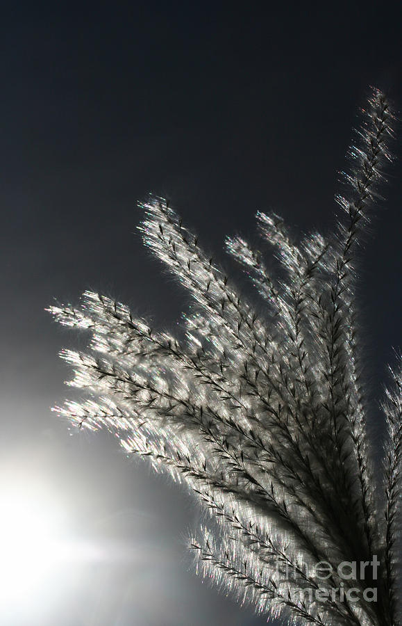 Sunlight Grass Photograph by Steve Augustin