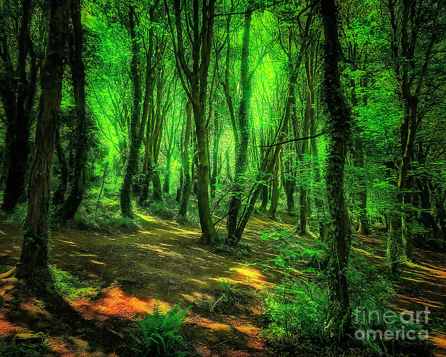 Sunlight Green Photograph by Edmund Nagele FRPS