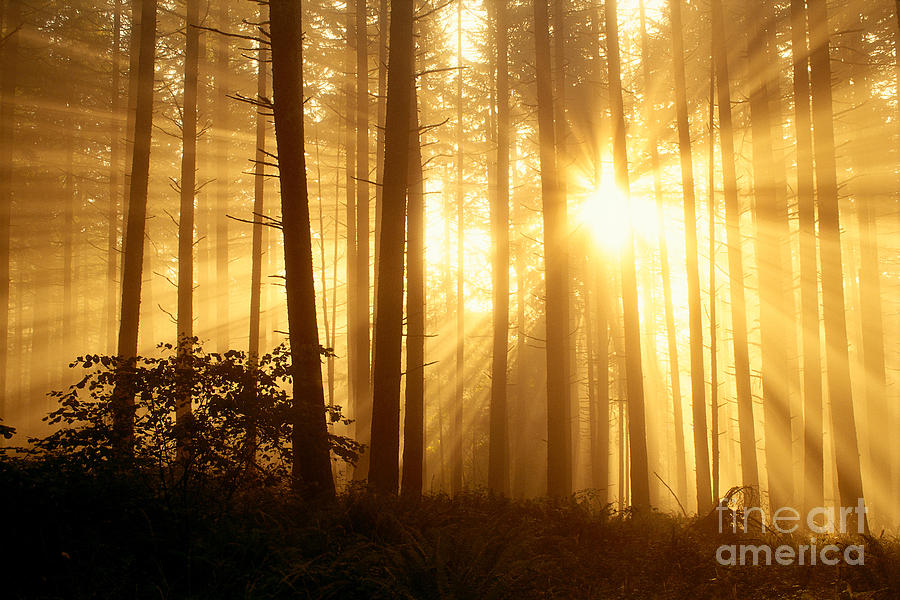 Eugene Photograph - Sunlight In The Fog by Greg Vaughn - Printscapes