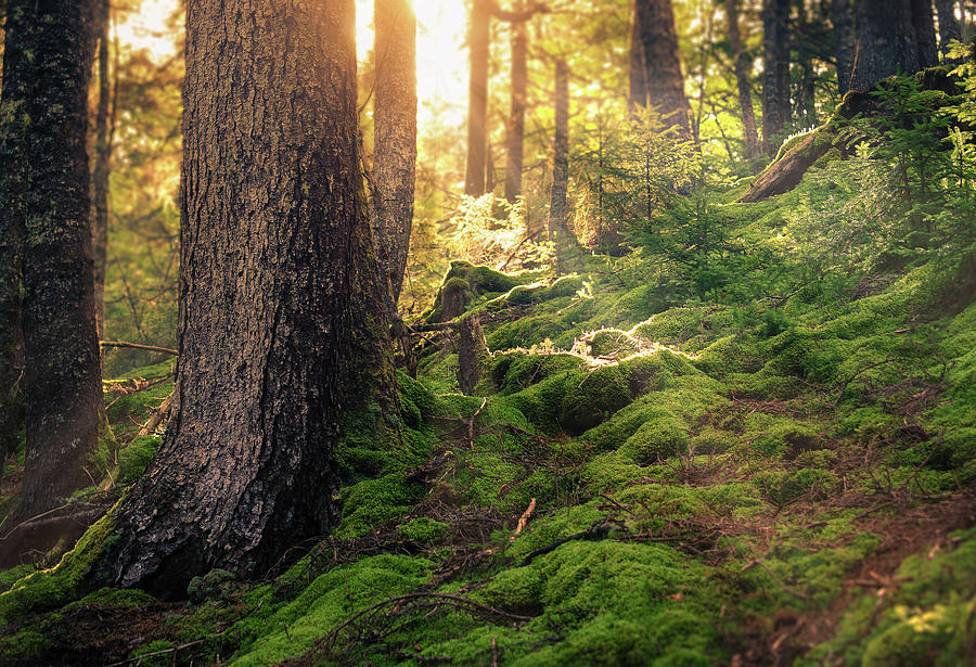 Sunlight in the Forest Photograph by Tracy Munson