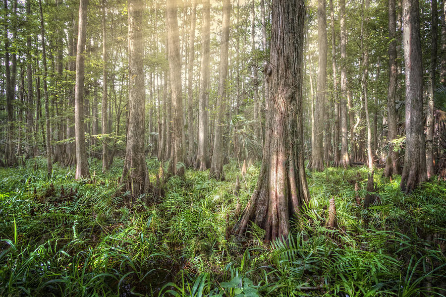 Sunlight in the Glade Photograph by Debra and Dave Vanderlaan