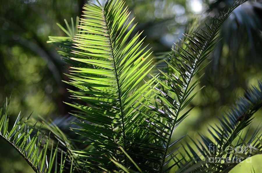 Sunlight Kissed Palm Photograph