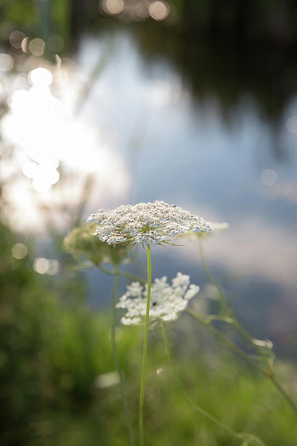 Sunlit Lace Photograph by Sara Hudock
