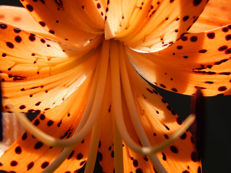 Sunlight Lily Photograph by Jan Gelders