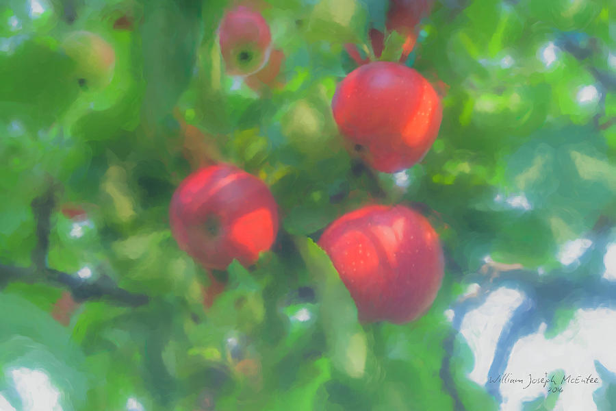 Sunlight on Apples Painting by Bill McEntee