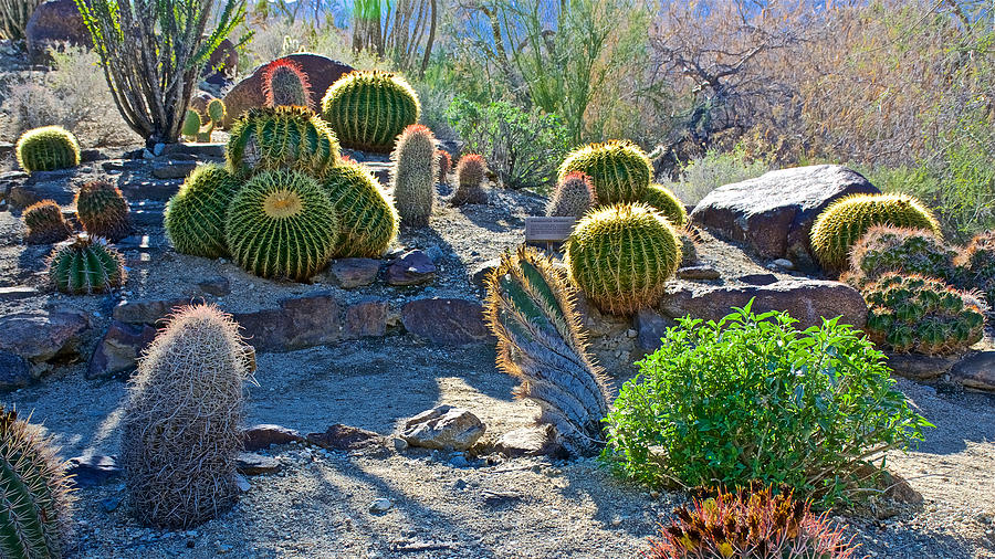 Sunlight On Cacti In Living Desert Zoo And Gardens In Palm Desert ...