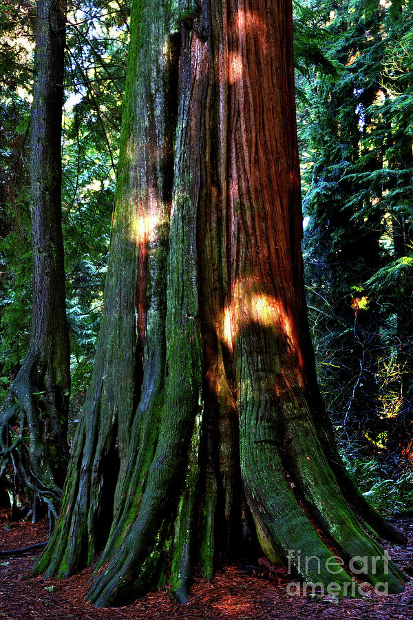 Sunlight On Cedars Photograph by Terry Elniski