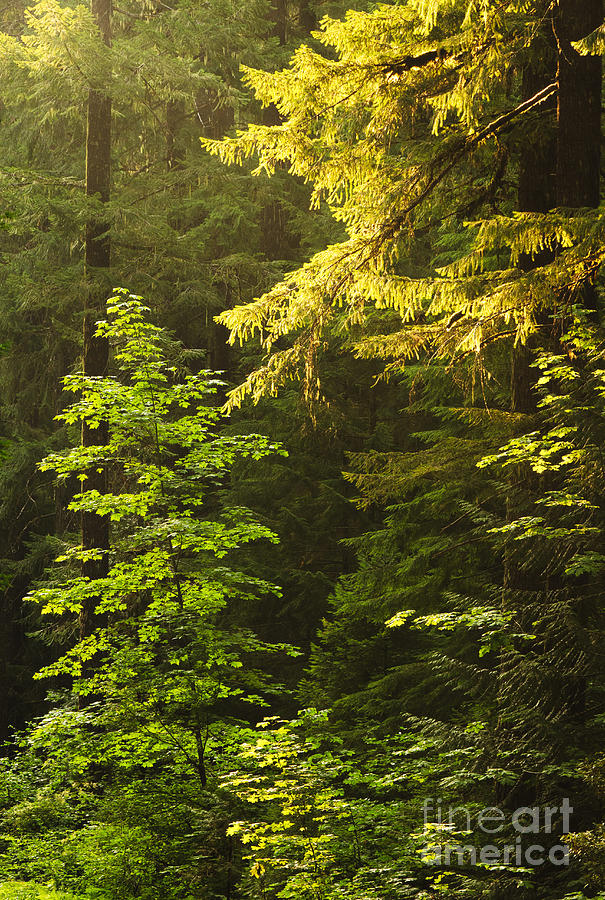 Sunlight on Evergreen Trees Photograph by Greg Vaughn - Printscapes