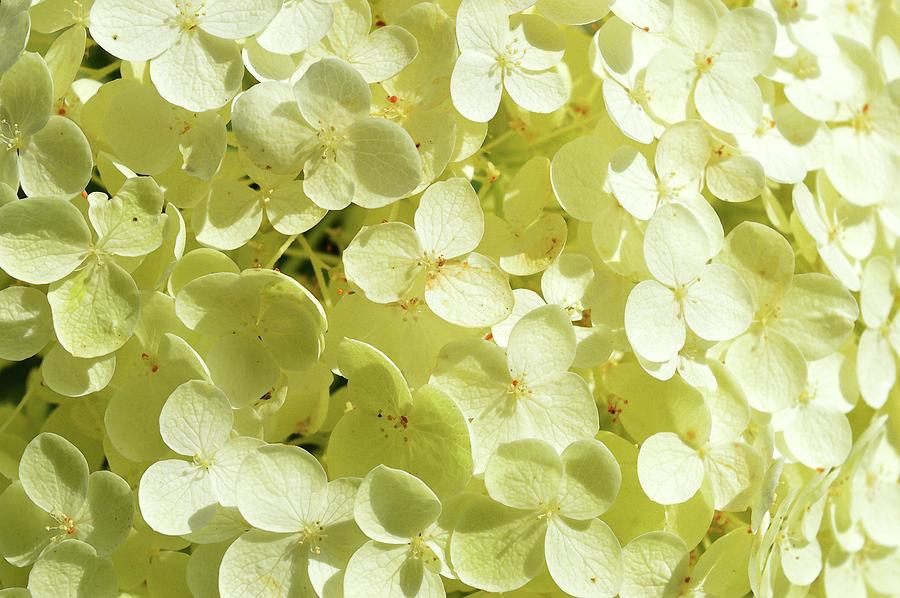 Sunlight On The Hydrangea  Photograph by Lyle Crump